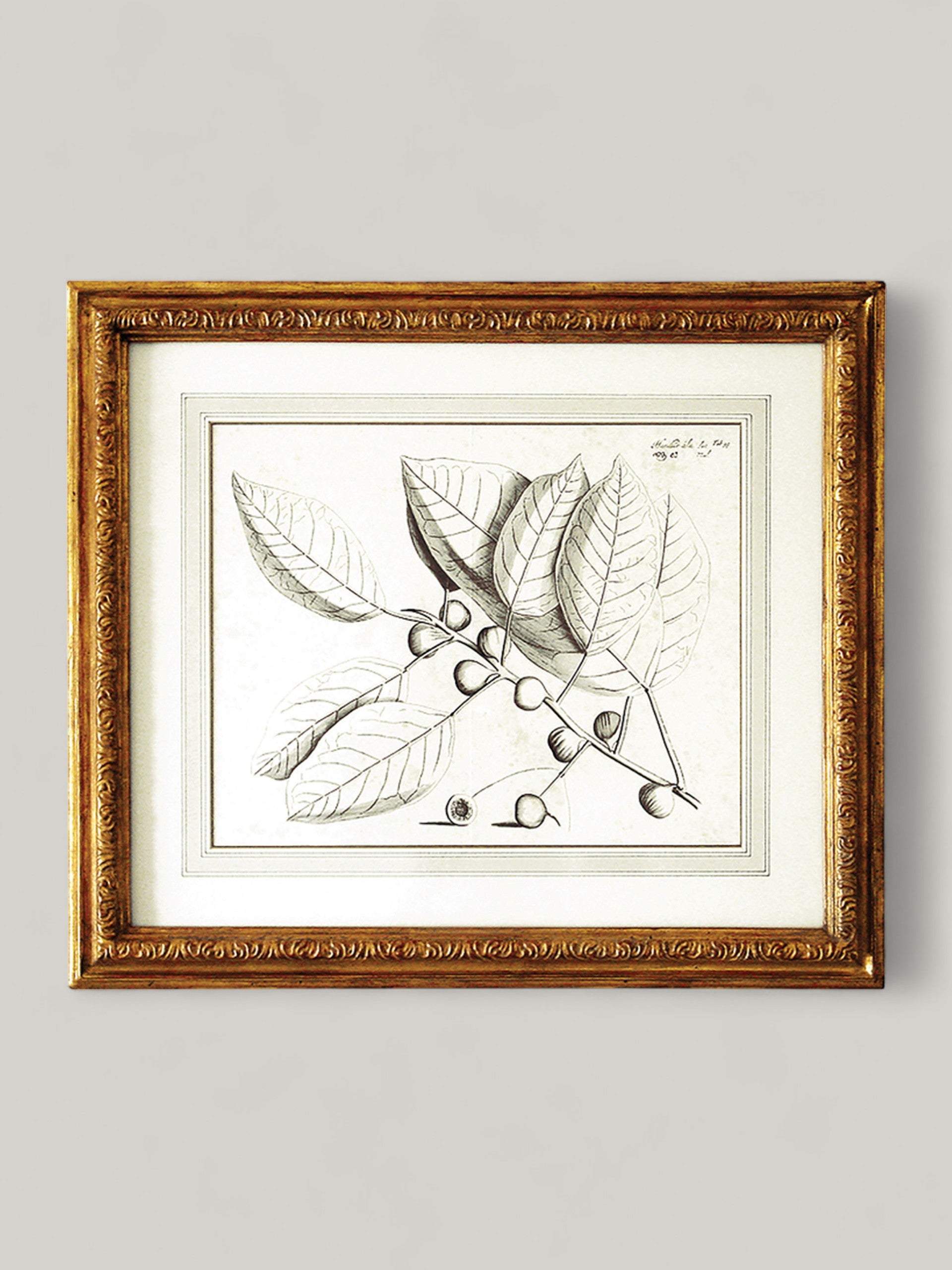 Botanical Prints with Gilt Frame