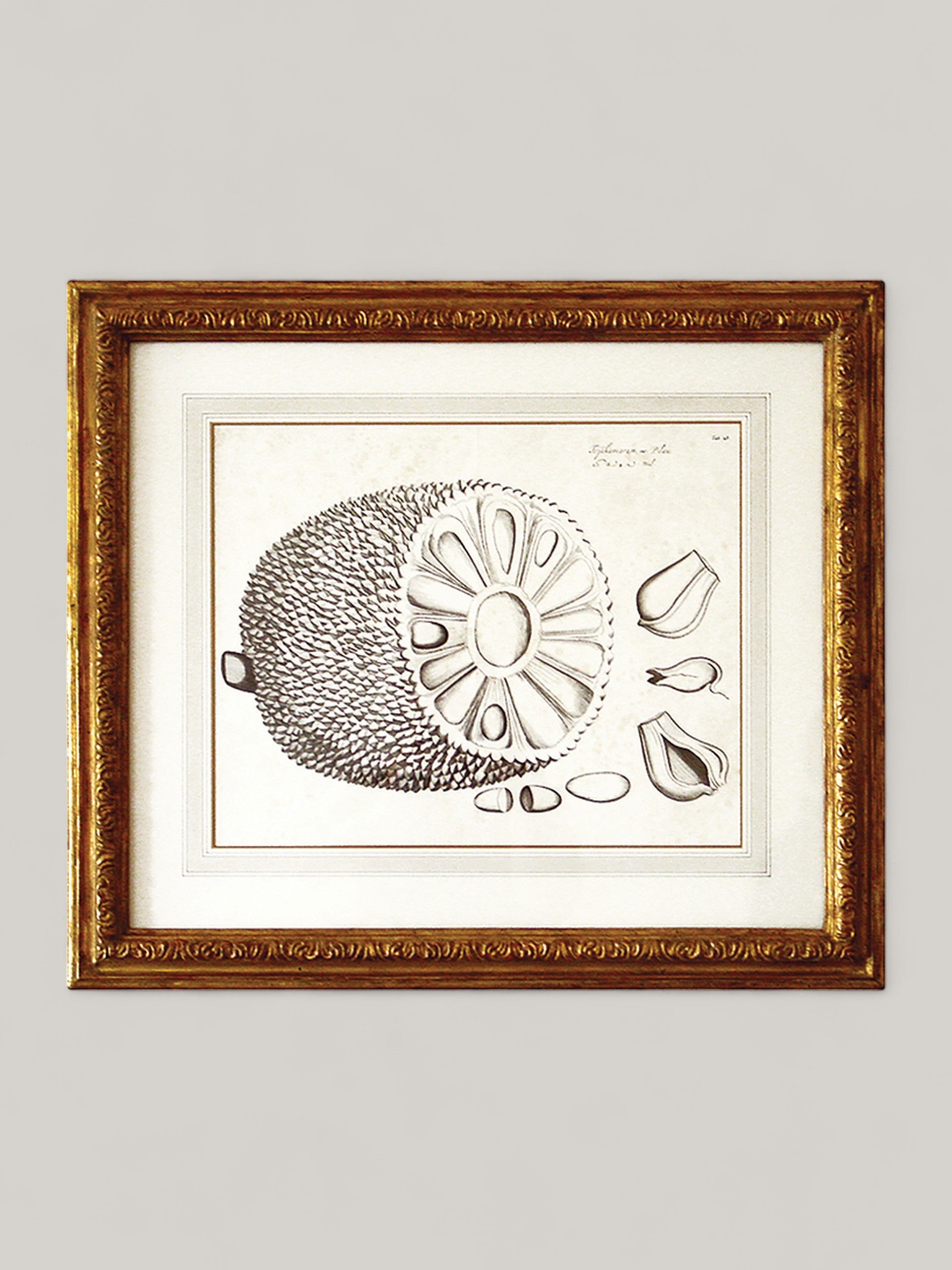 Botanical Prints with Gilt Frame