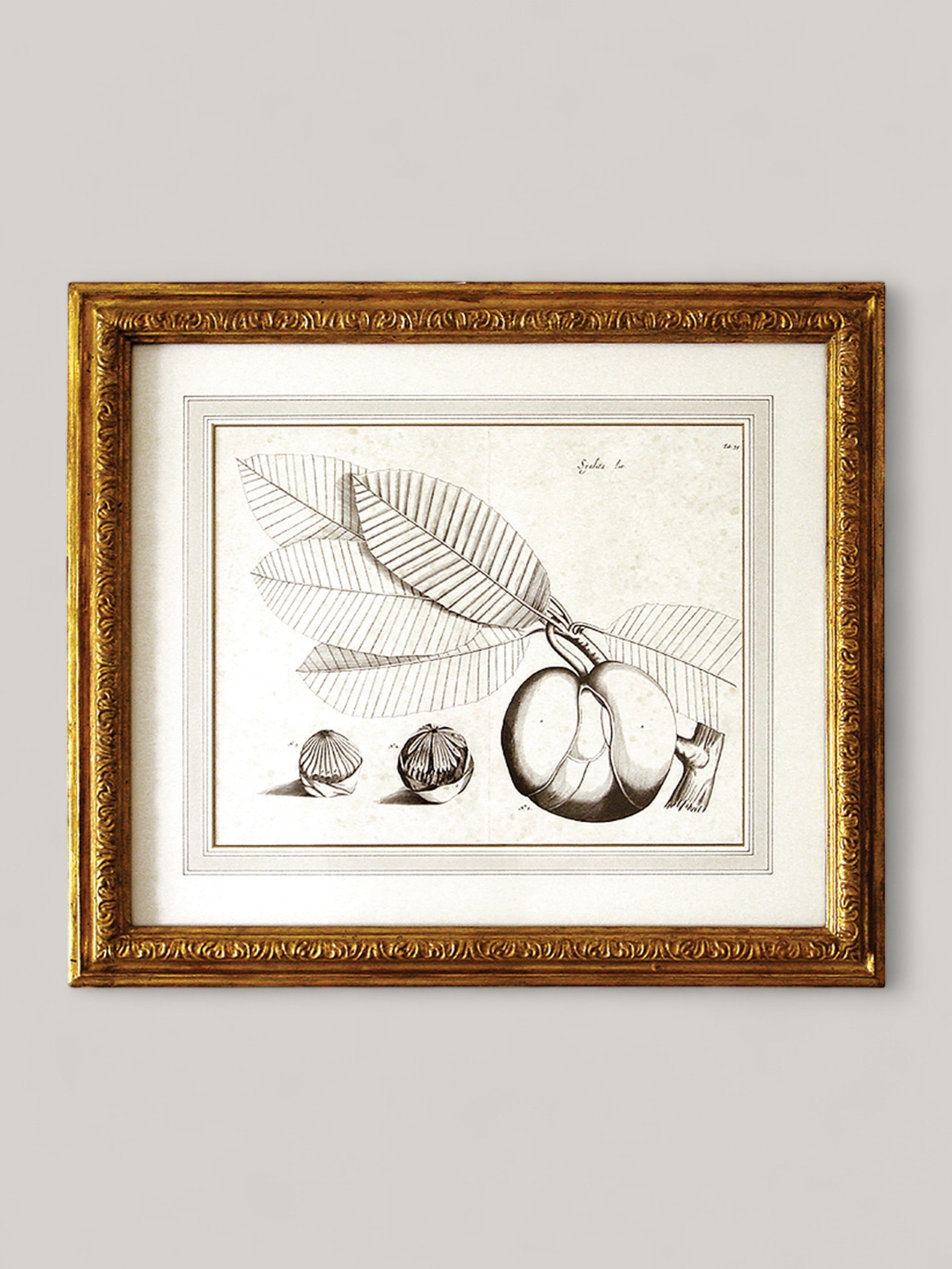 Botanical Prints with Gilt Frame