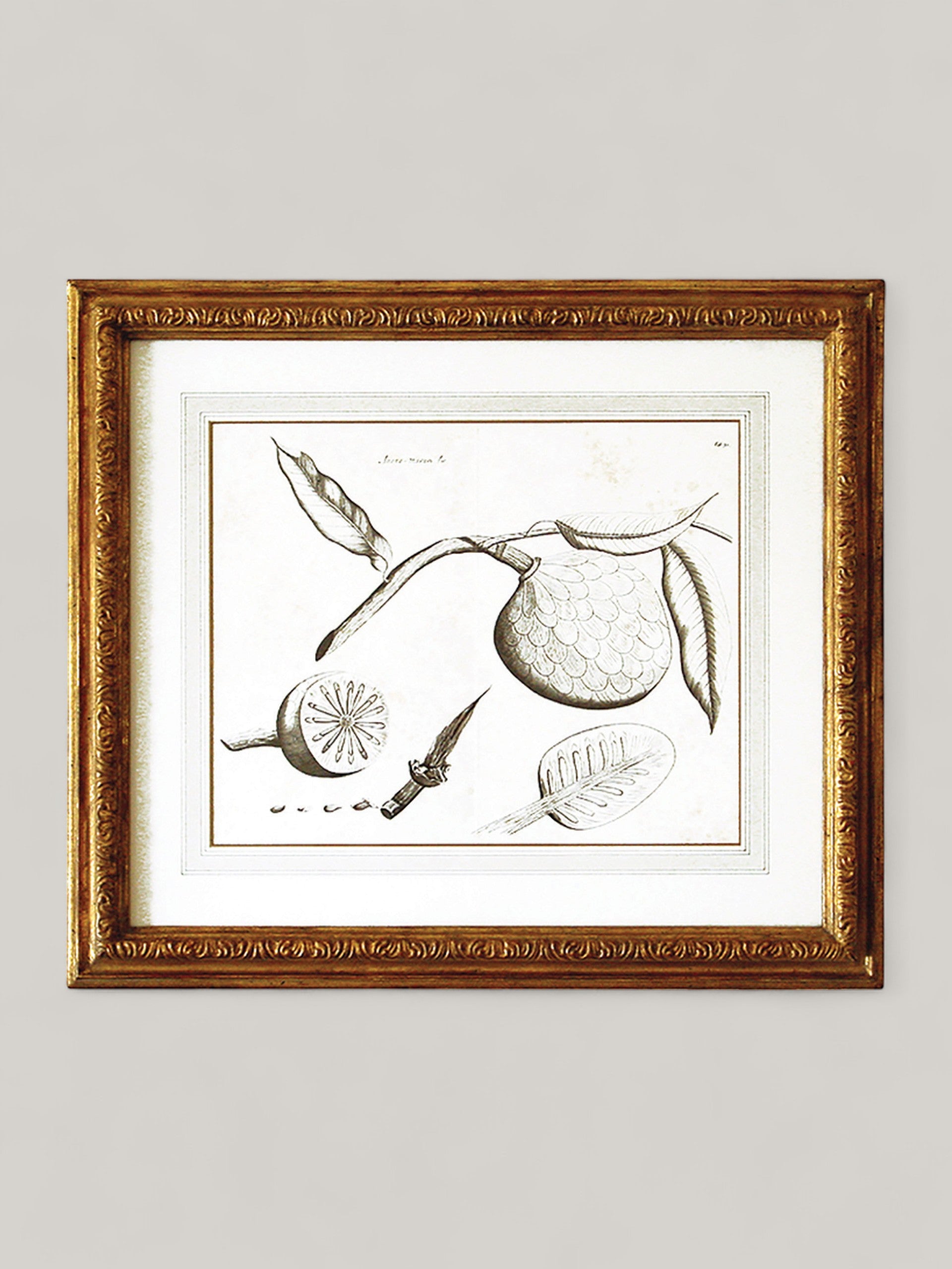 Botanical Prints with Gilt Frame