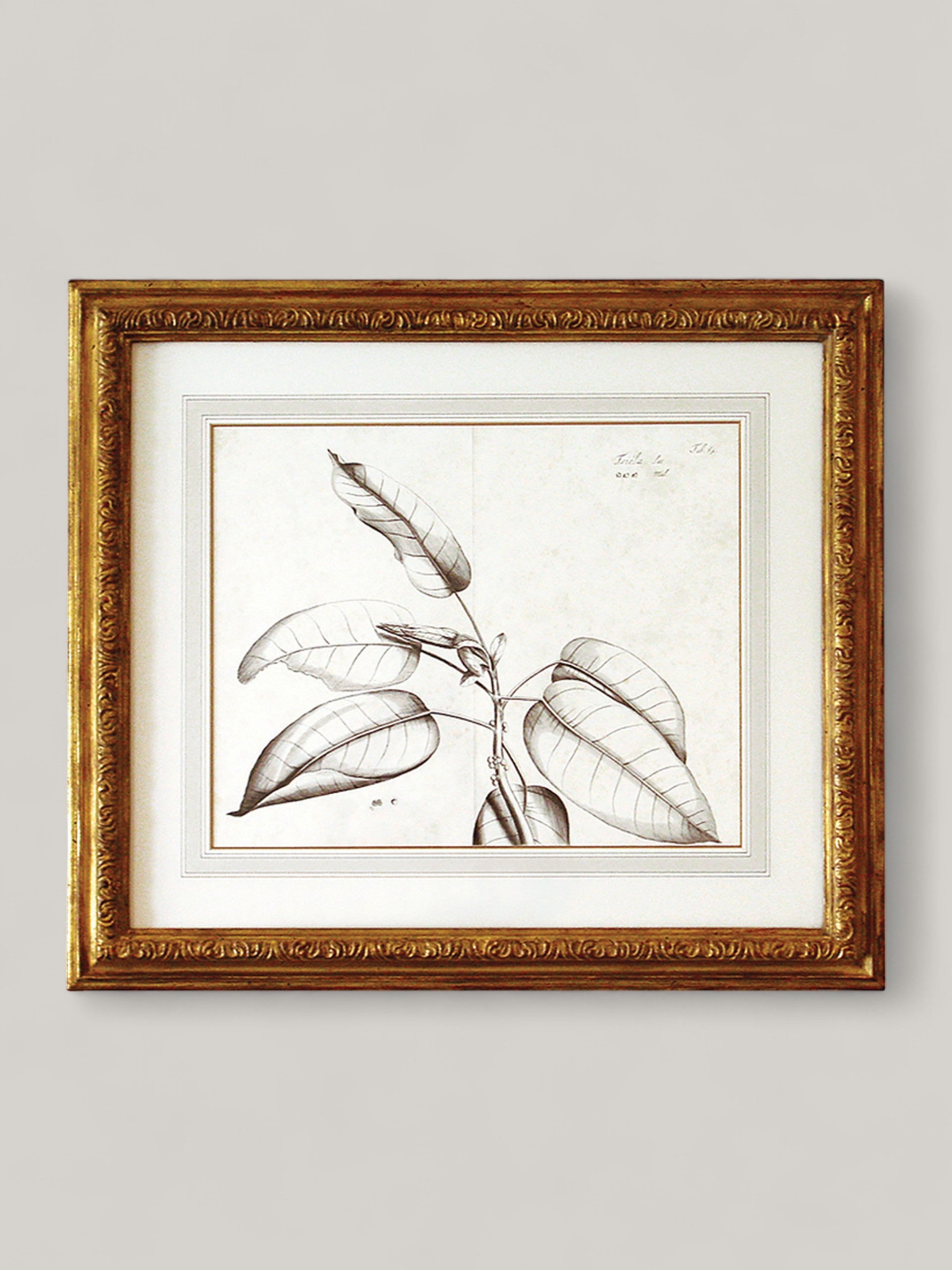 Botanical Prints with Gilt Frame