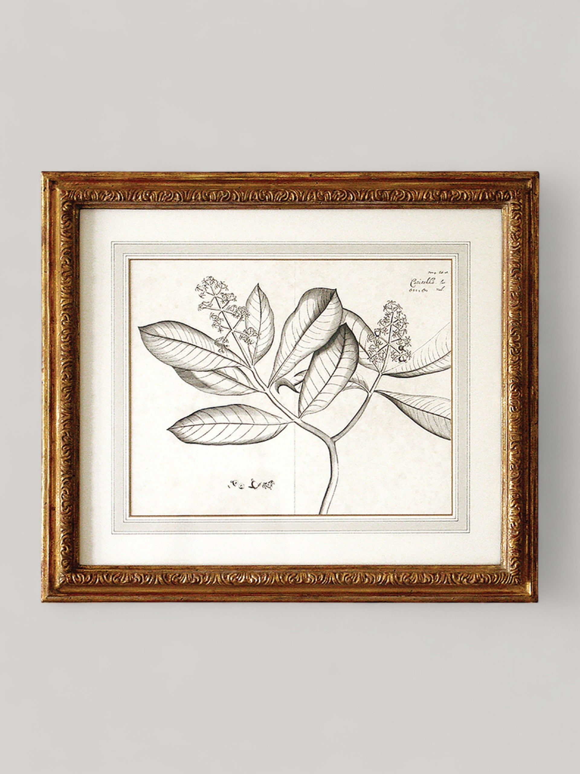 Botanical Prints with Gilt Frame