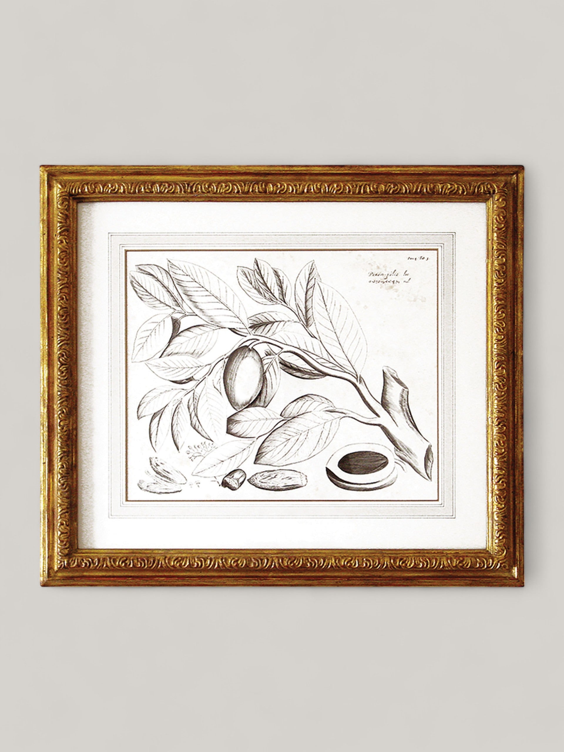 Botanical Prints with Gilt Frame