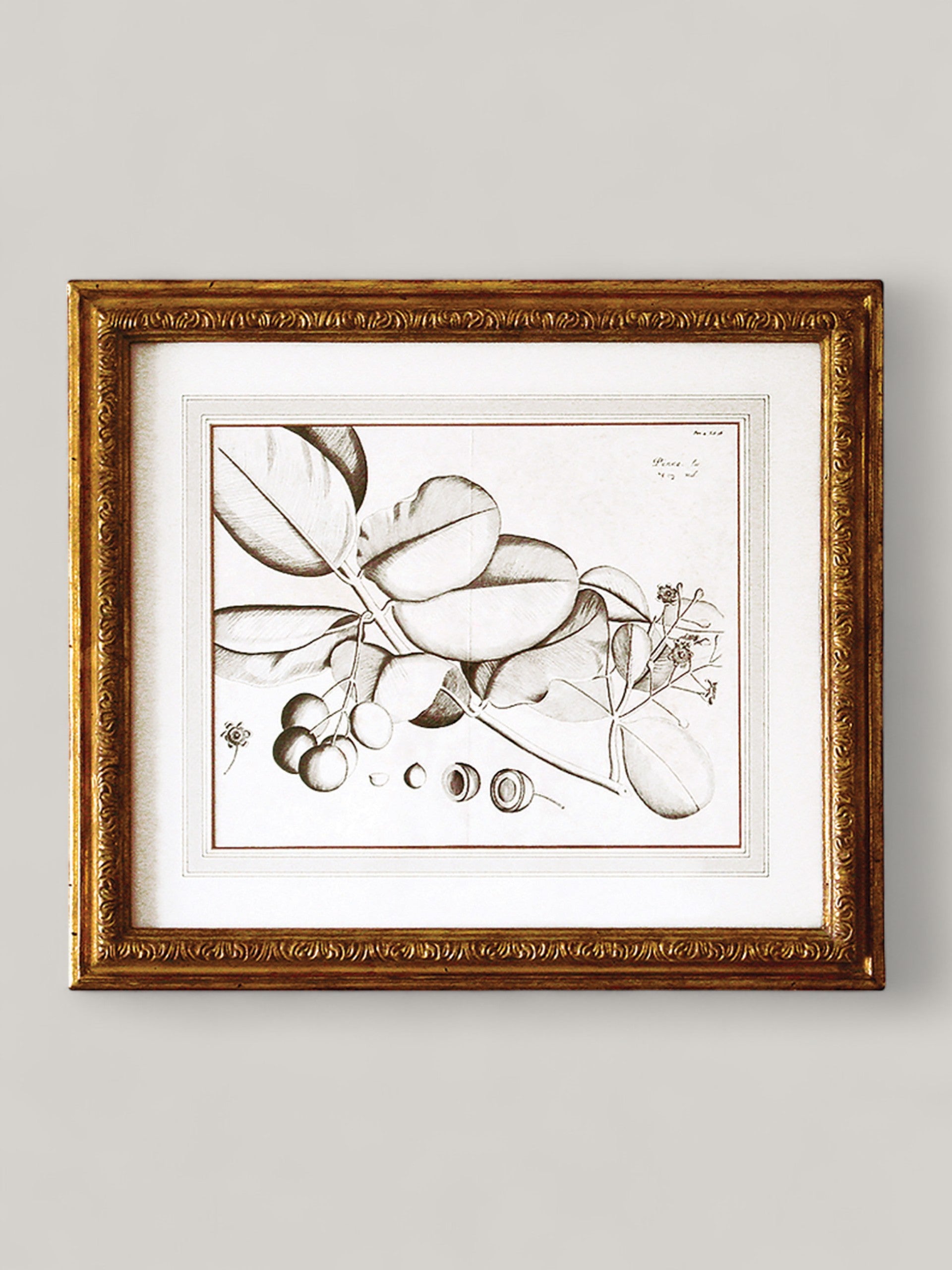 Botanical Prints with Gilt Frame