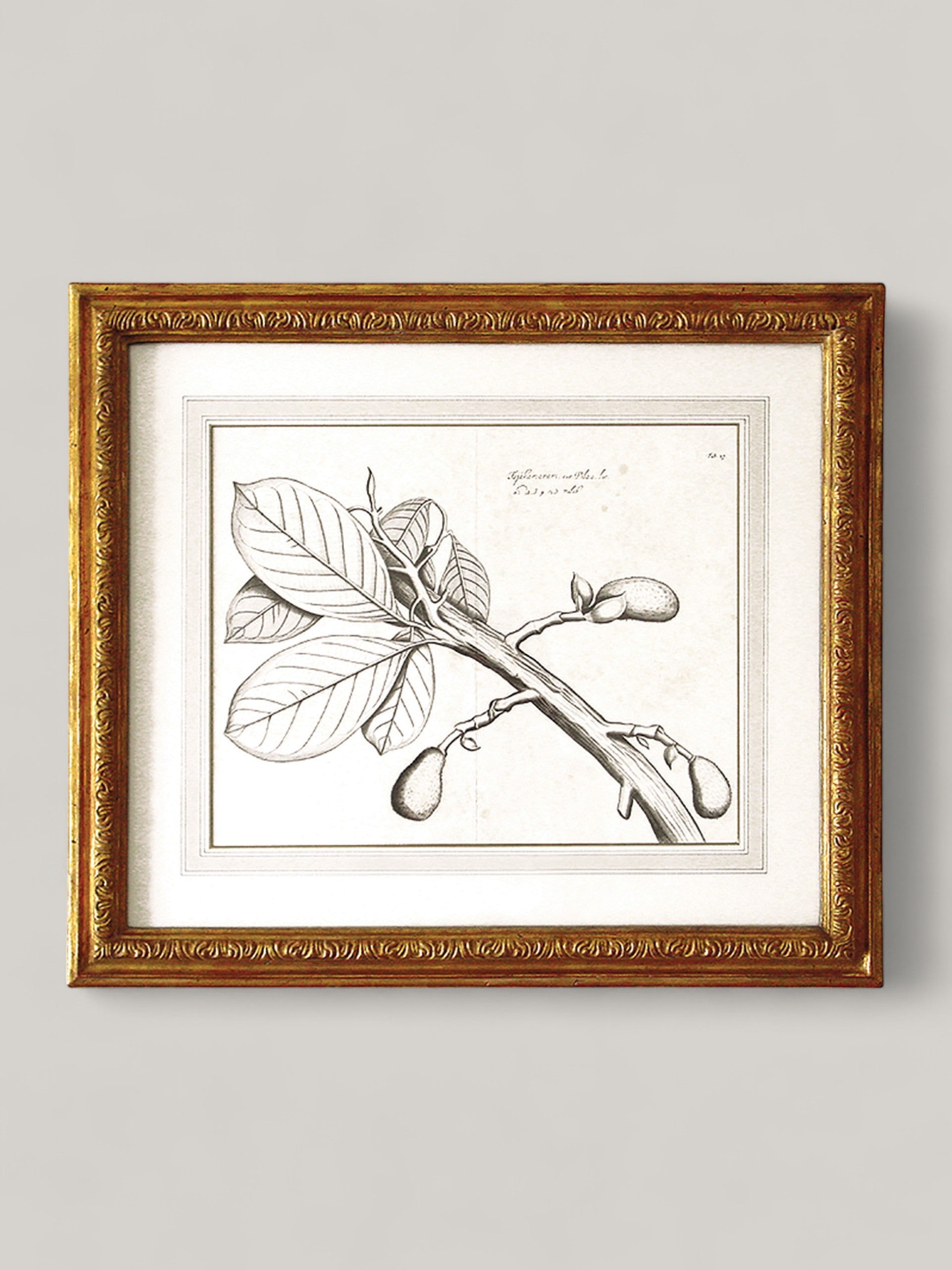 Botanical Prints with Gilt Frame