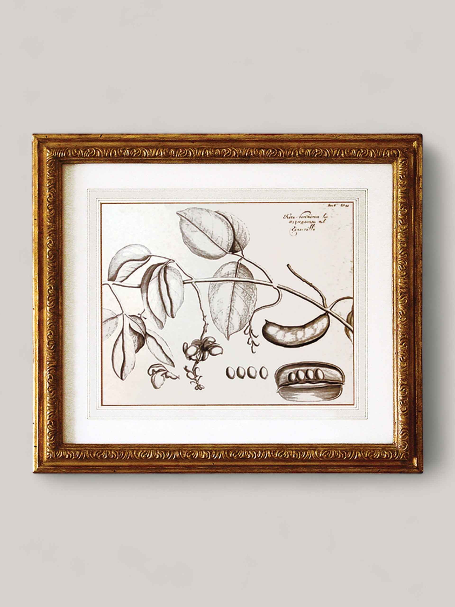 Botanical Prints with Gilt Frame