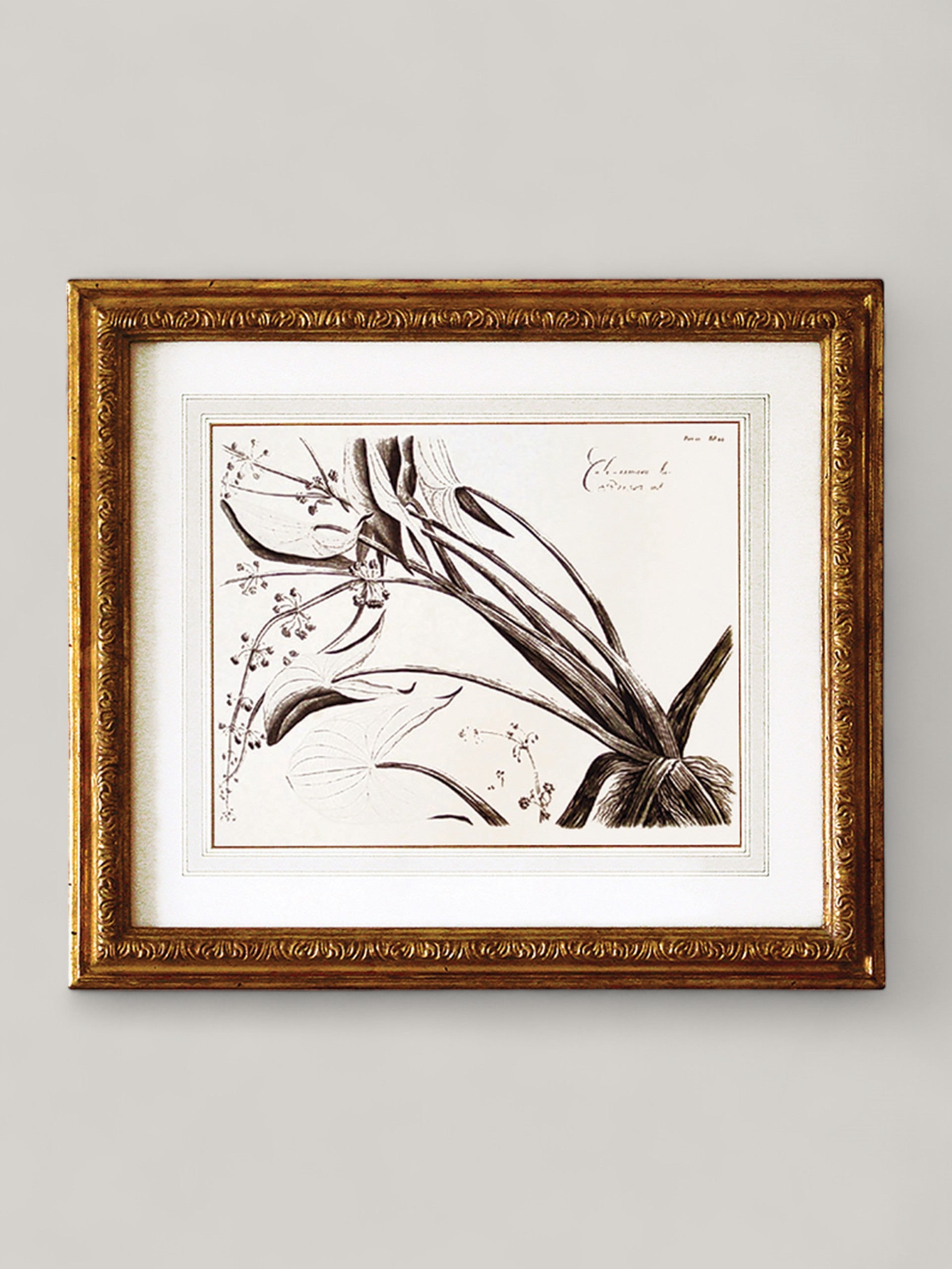Botanical Prints with Gilt Frame