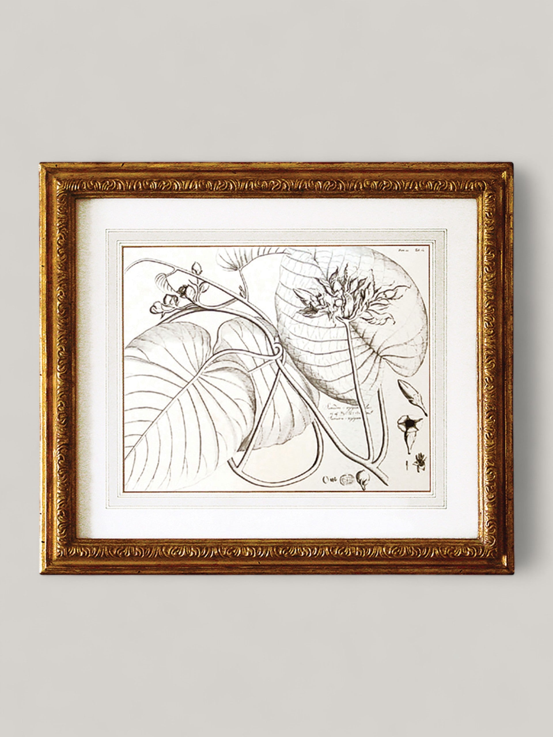Botanical Prints with Gilt Frame