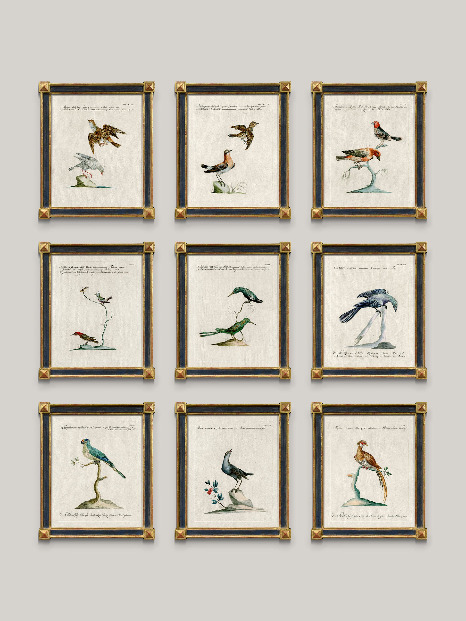 Aviary Framed Bird Prints