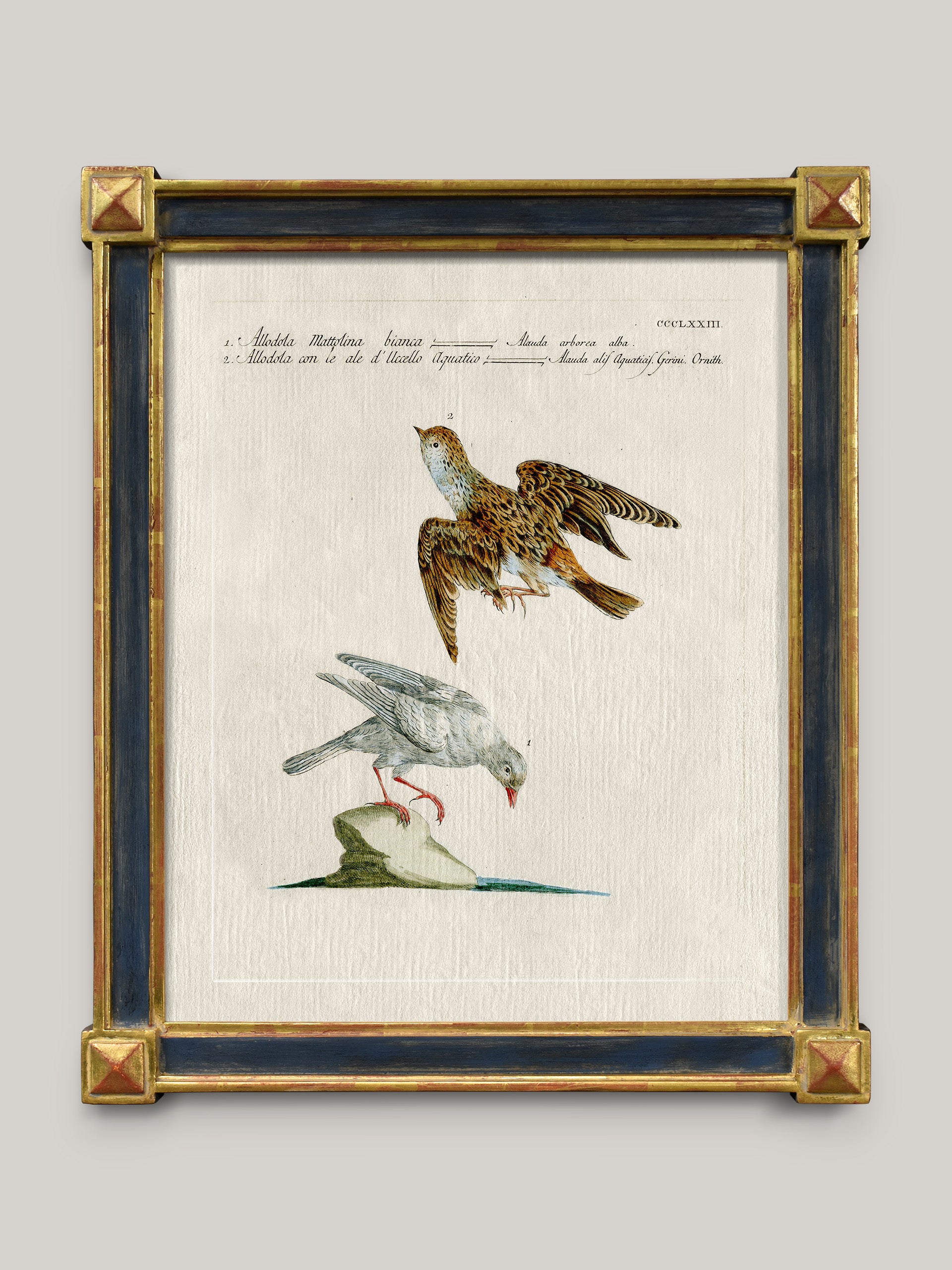 Aviary Framed Bird Prints