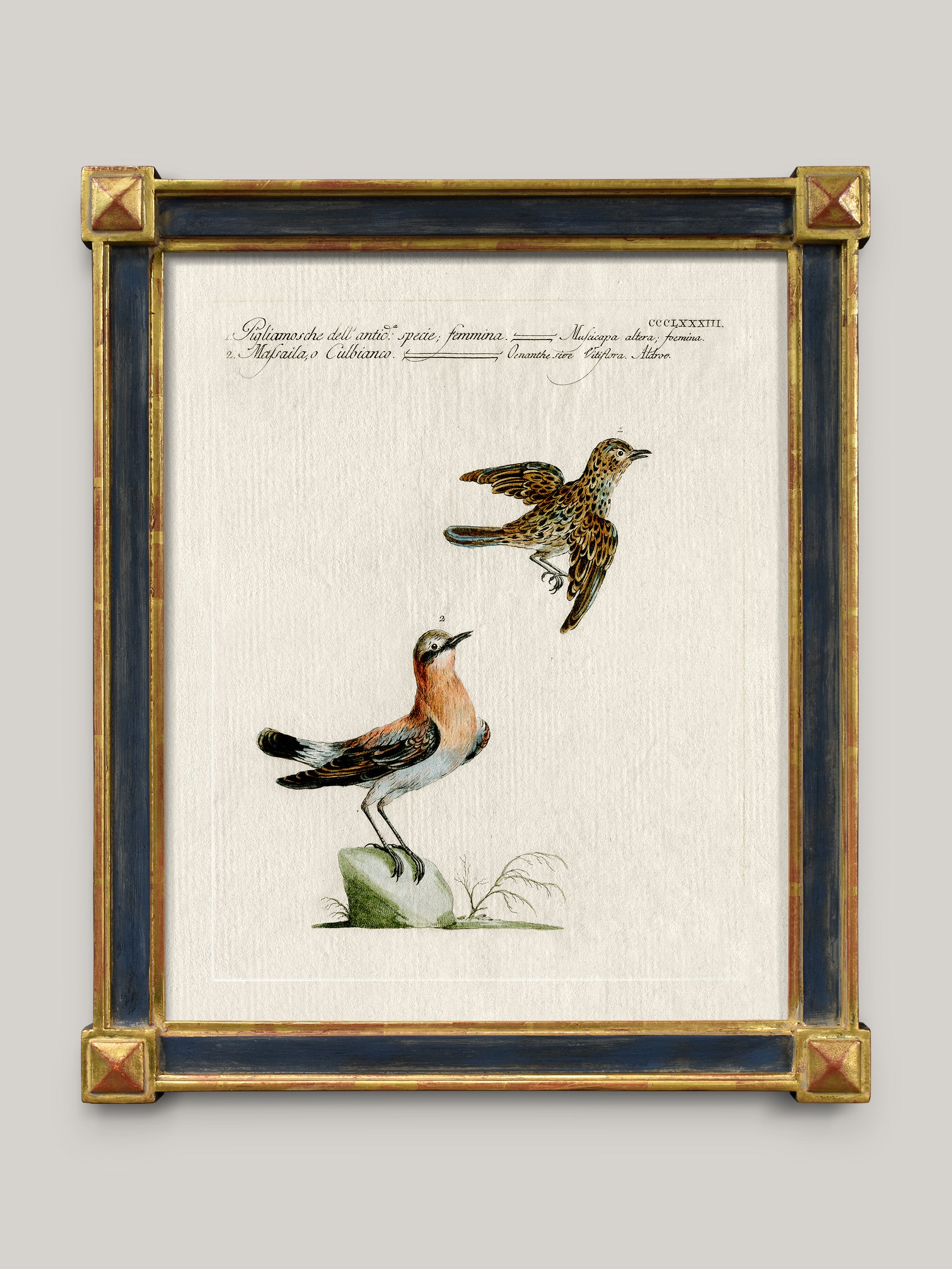 Aviary Framed Bird Prints