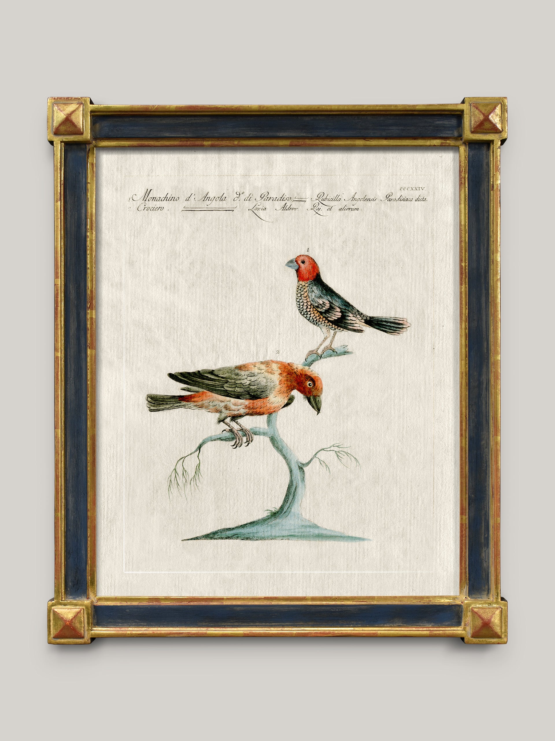 Aviary Framed Bird Prints