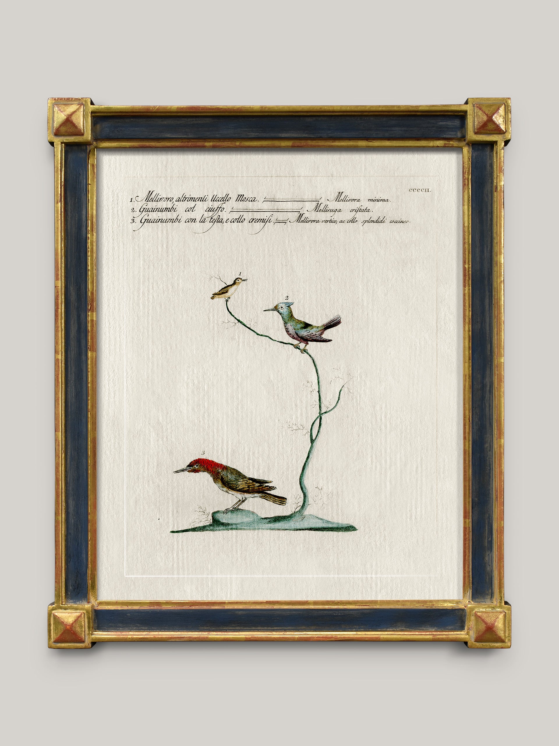 Aviary Framed Bird Prints
