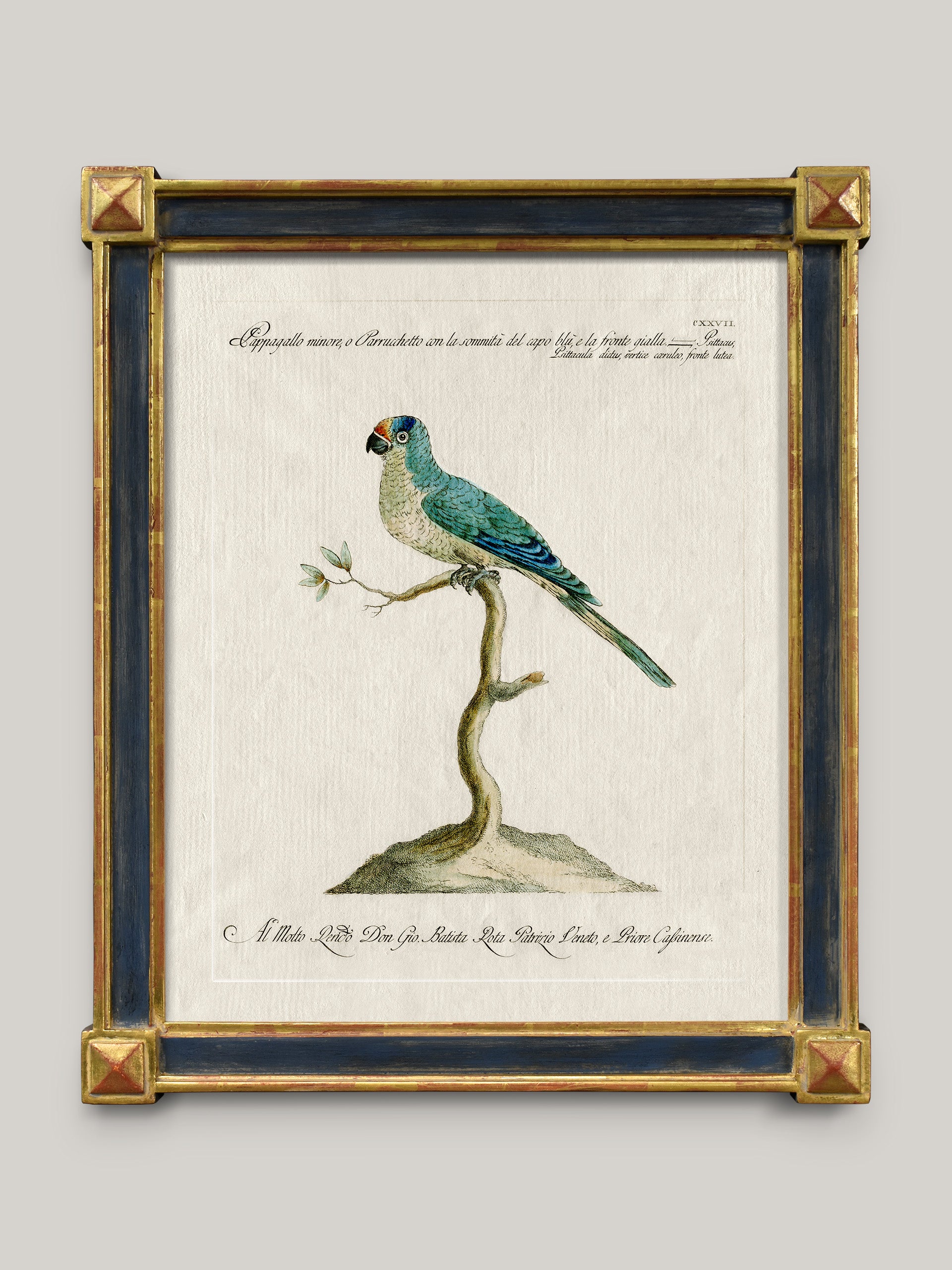 Aviary Framed Bird Prints